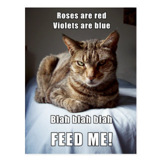 Vanlentine Cat Feed Me poem Postcard