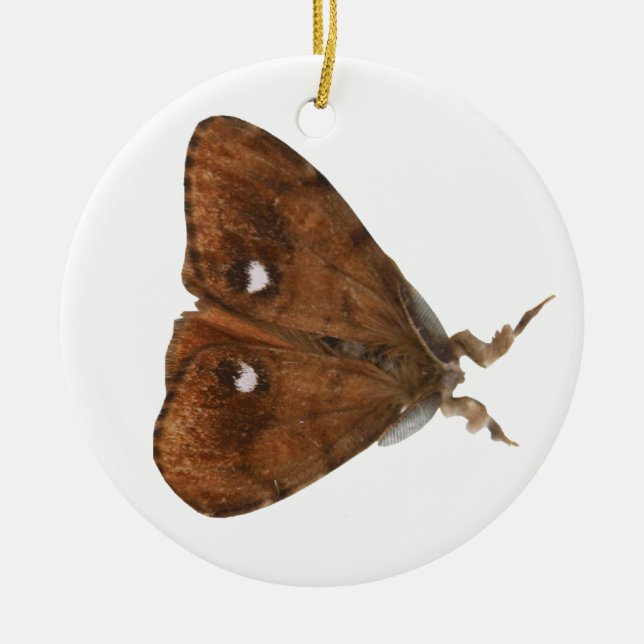 Vapourer Moth Ornament (Front)