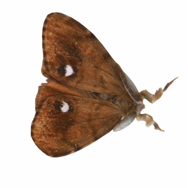 Vapourer Moth Photo Sculpture (Front)