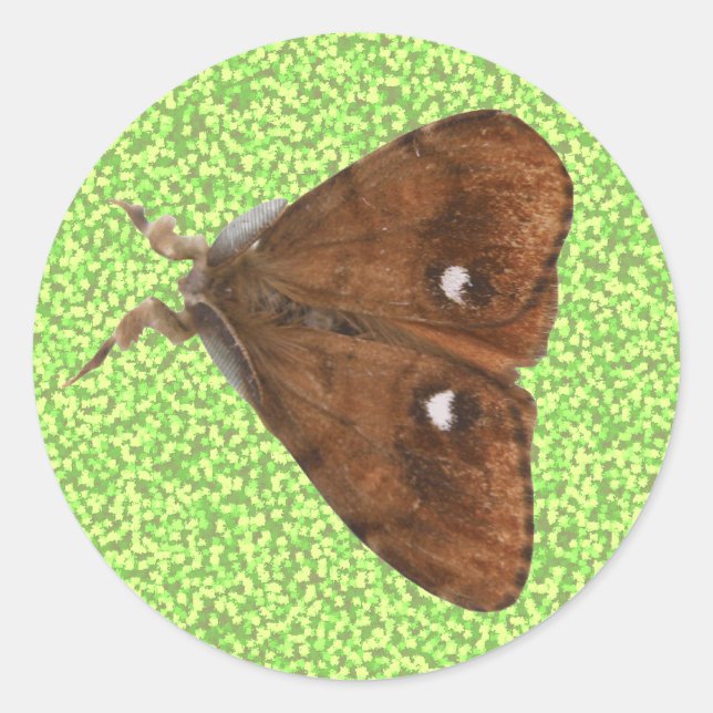 Vapourer Moth Sticker (Front)