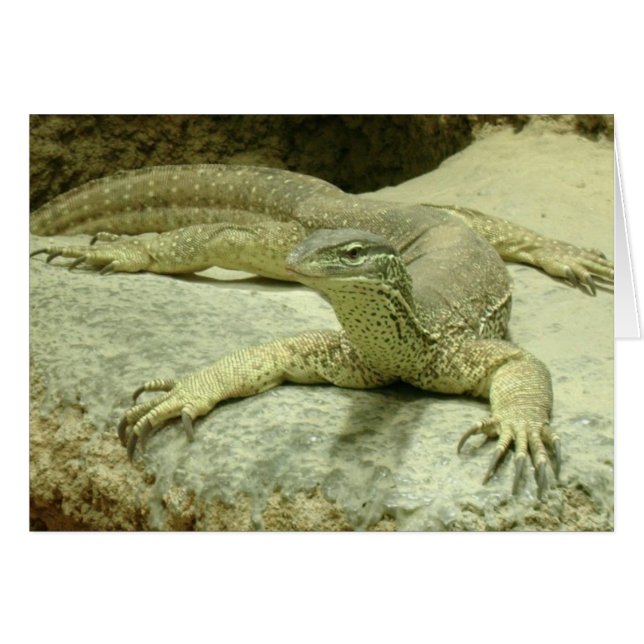 Varanus gouldii cards (Front Horizontal)