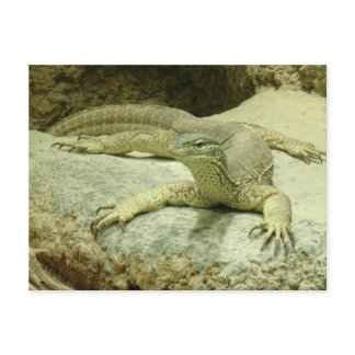 Varanus gouldii postcard