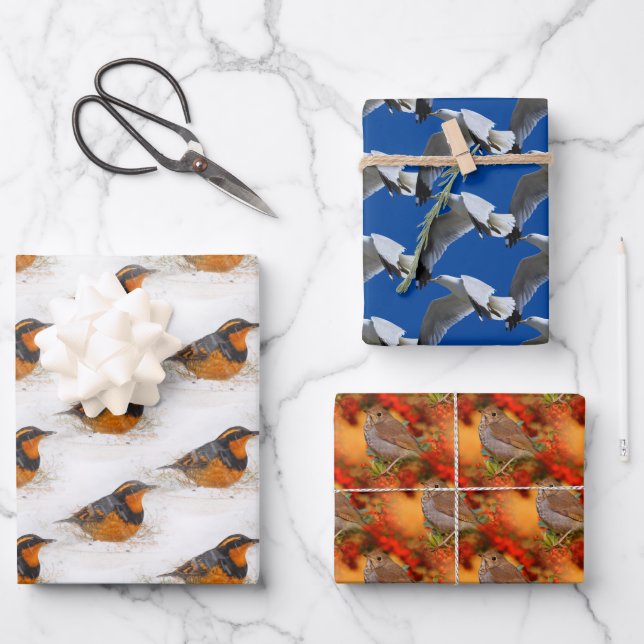 Varied & Hermit Thrushes & Ring-Billed Gull Birds Wrapping Paper Sheets (Front)