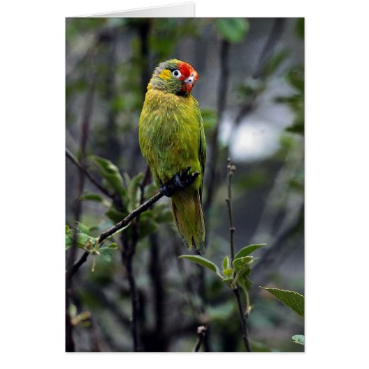 Varied lorikeet, Australia Cards (Front)