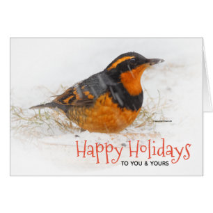 Varied Thrush in the Snow Christmas Holiday Cards