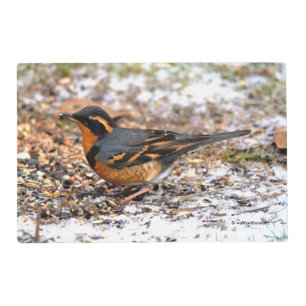 Varied Thrush Songbird on the Snowy Ground Placemat