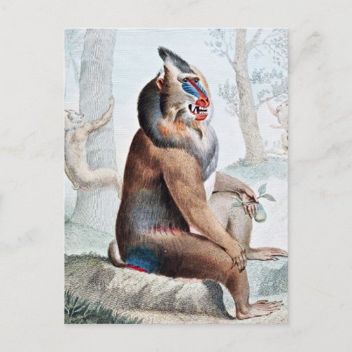 Variegated Baboon Vintage Art Postcard