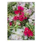 Variegated Bougainvillea (Front)