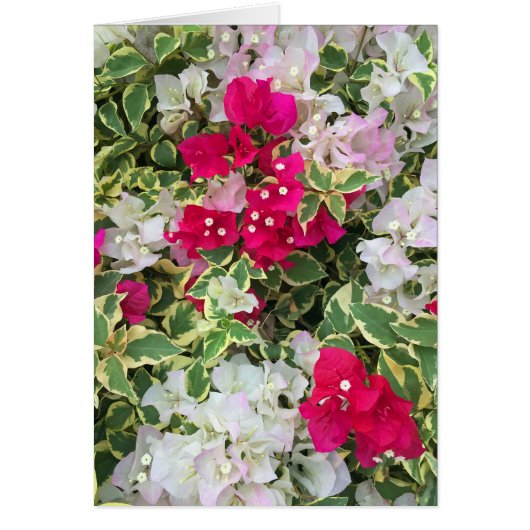 Variegated Bougainvillea Cards (Front)