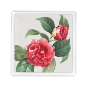 Variegated Camellia, Pierre-Joseph Redouté, 1833 Acrylic Tray