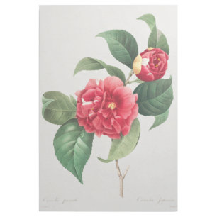 Variegated Camellia, Pierre-Joseph Redouté, 1833 Gallery Wrap