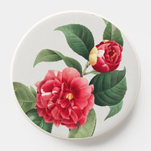 Variegated Camellia, Pierre-Joseph Redouté, 1833 PopSocket
