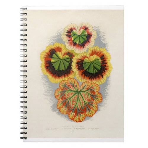 Variegated Geraniums variegated pelargonium engr Notebook