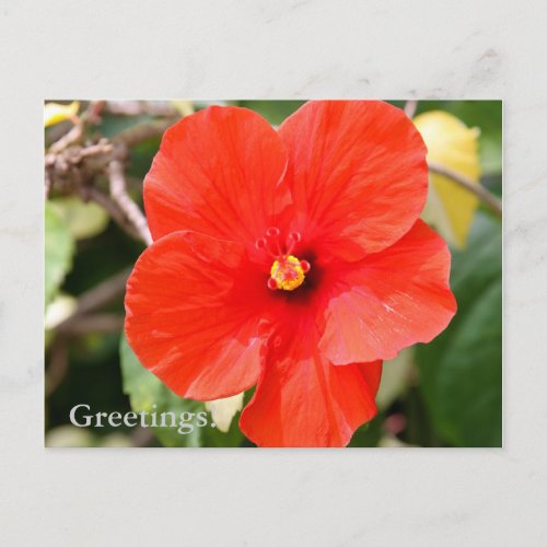 Variegated Hibiscus Postcard