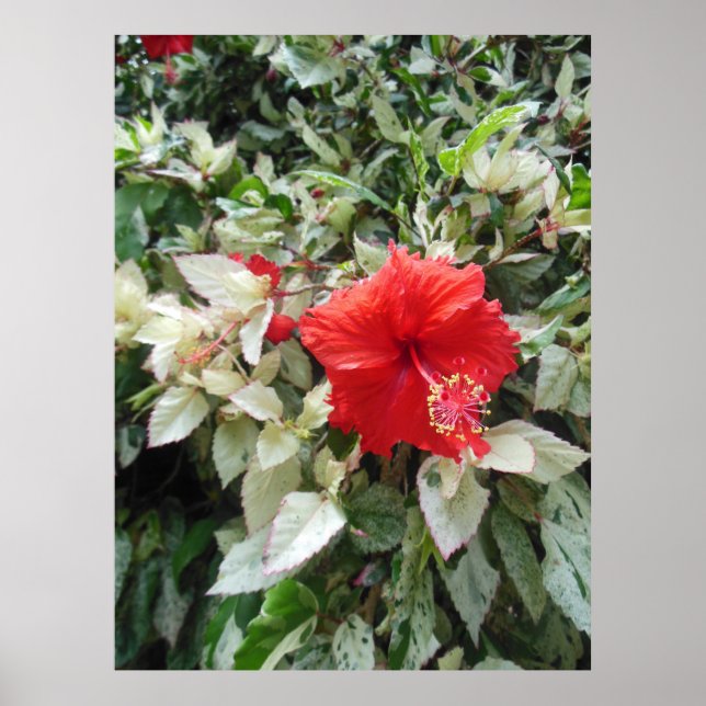 Variegated Hibiscus Poster (Front)
