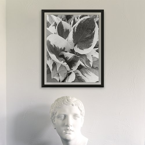 Variegated Hosta Black and White Poster