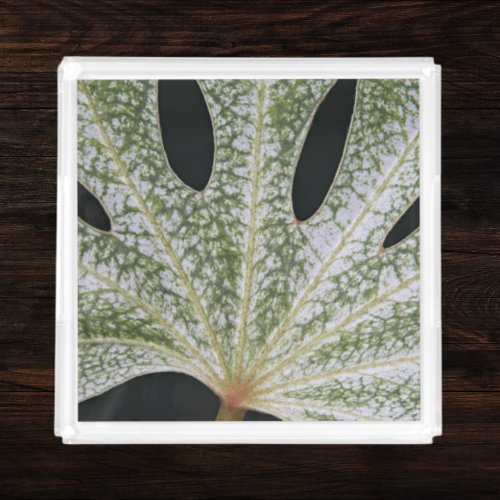 Variegated Japanese Fatsia Leaf Floral Acrylic Tray