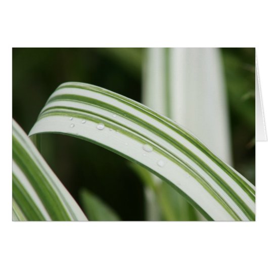 Variegated Kwanzo Daylily Cards (Front Horizontal)