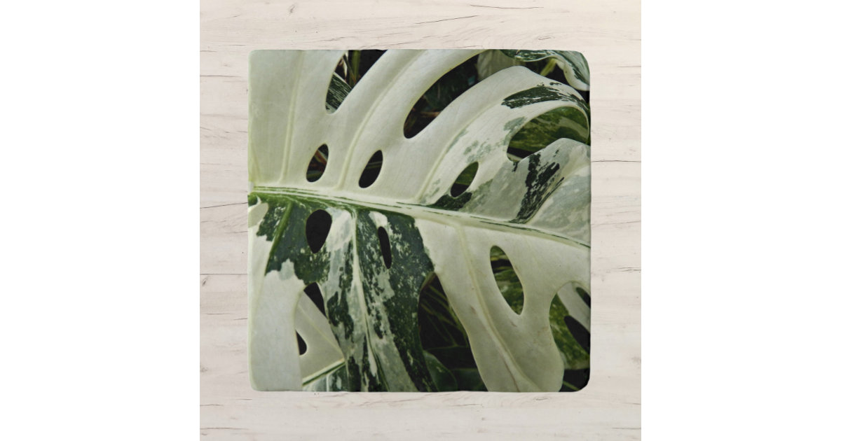 Variegated Monstera Plant Botanical Trivet