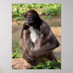 Variegated spider monkey sitting on ground  holida poster