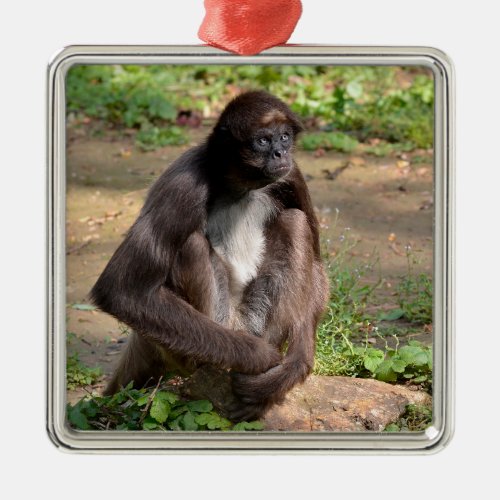 Variegated spider monkey sitting on ground  metal ornament