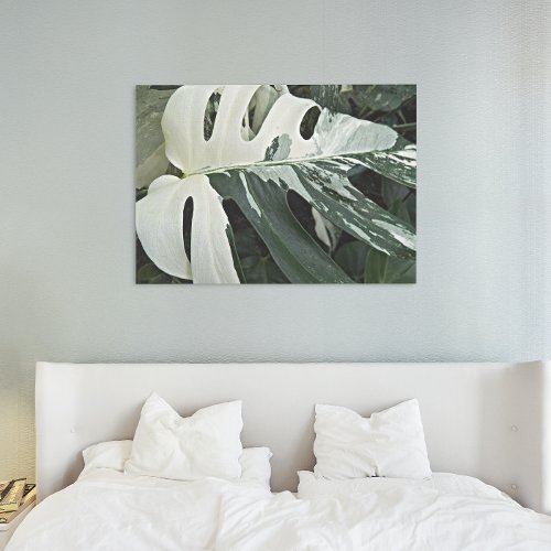 Variegated Swiss Cheese Plant Floral Canvas Print