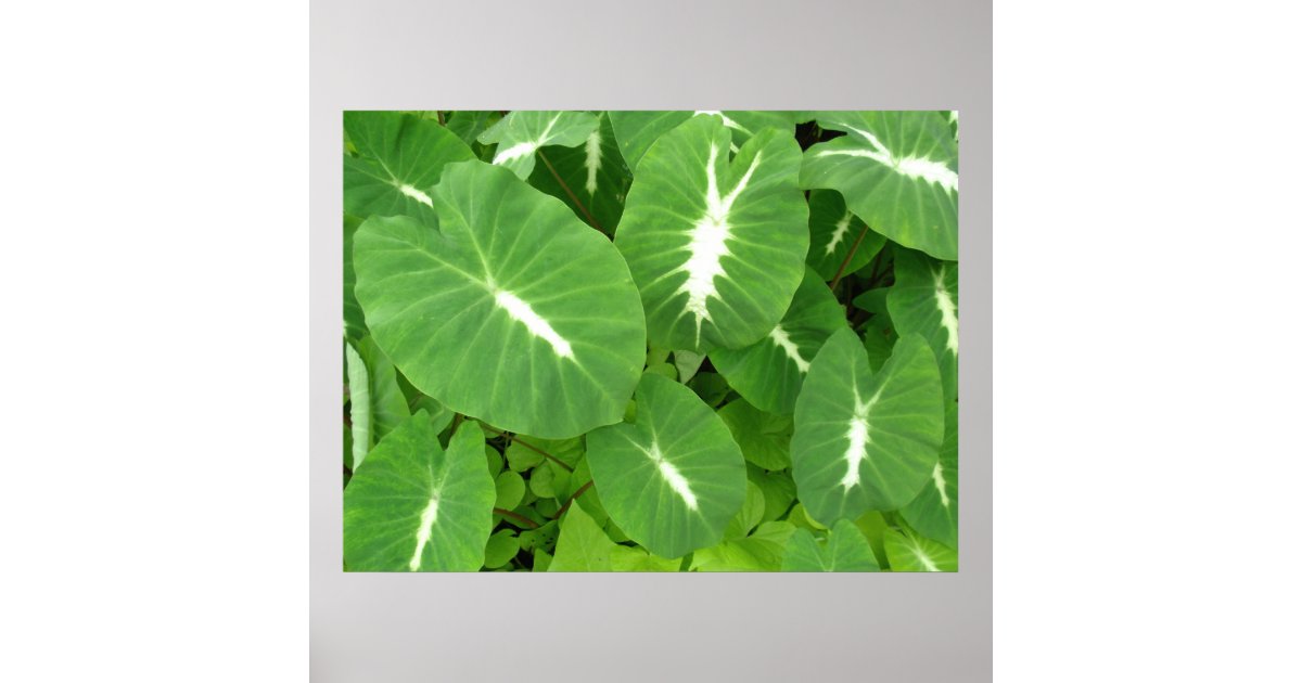 Variegated Taro Variegated Taro Poster | Zazzle