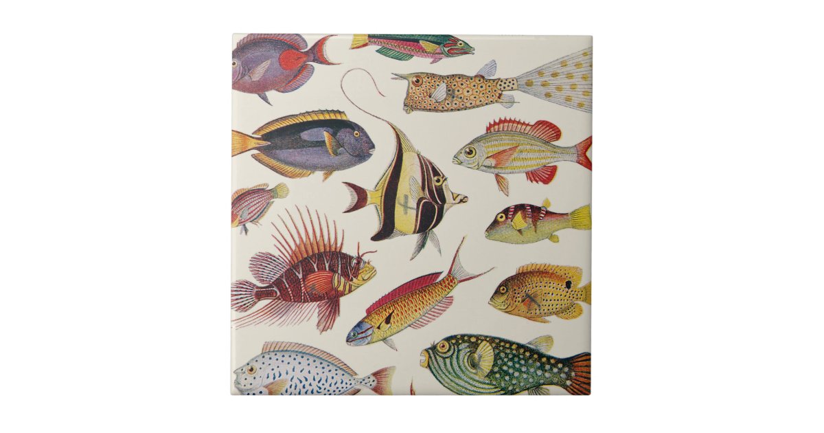 Varieties of Fish Ceramic Tile | Zazzle