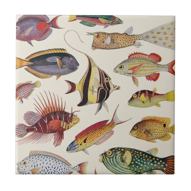 Varieties of Fish Ceramic Tile (Front)