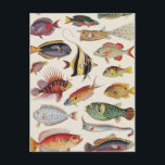 Varieties of Fish Postcard<br><div class="desc">A pattern created with vintage fish illustrations from a 1930’s edition of The Children’s Encyclopedia published by Arthur Mee.</div>