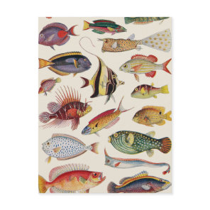 Varieties of Fish Postcard