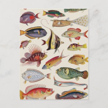 Varieties Of Fish Postcard by ThinxShop at Zazzle