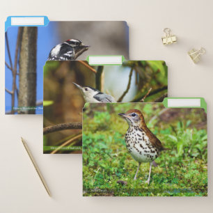 Variety Of Birds File Folders Set #1