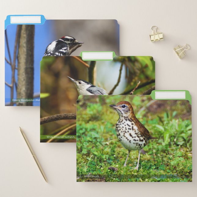 Variety Of Birds File Folders Set #1 (Set)