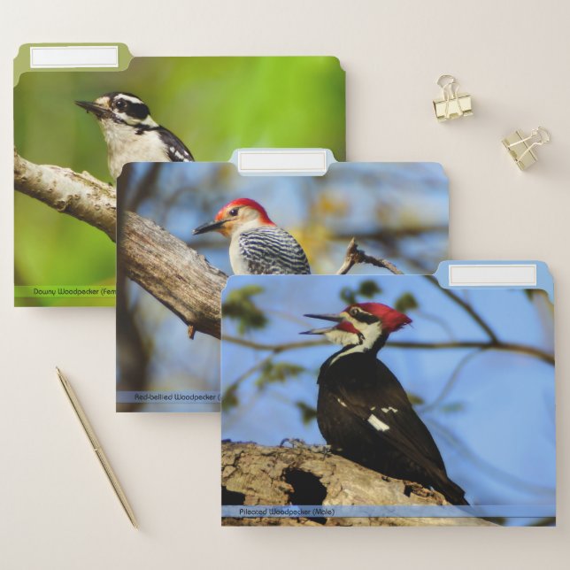 Variety Of Birds File Folders Set #6 (Set)