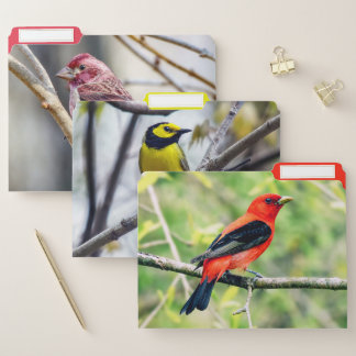 Variety Of Birds File Folders Set #7