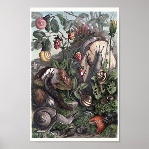 Variety of Snails and Slugs Cottagecore Art Poster