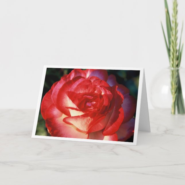 Varigated Rose Card (Front)
