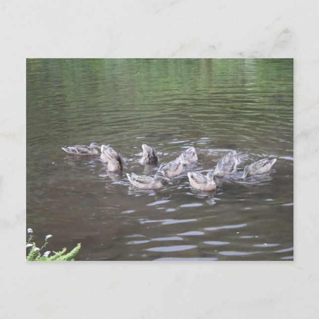 various alaska scenes postcard (Front)