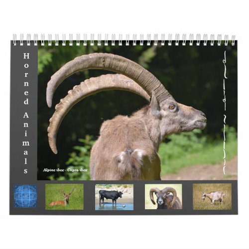 Various animals 12 month calendar