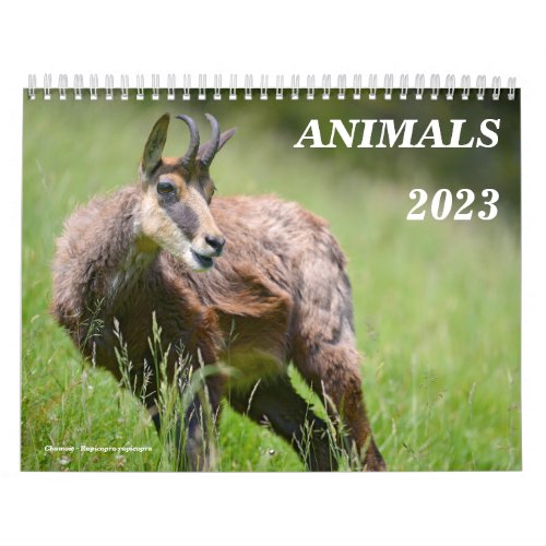 Various animals calendar