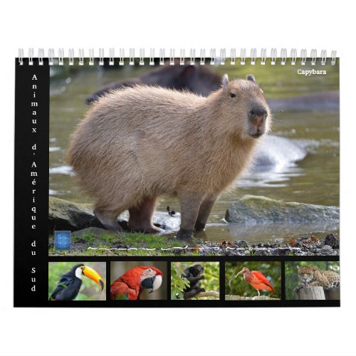 Various animals of South America 12 month Calendar