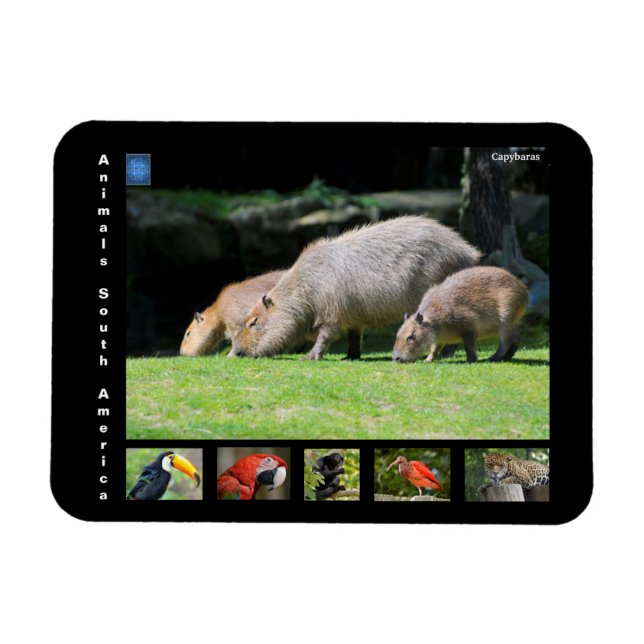Various animals of South America Magnet (Horizontal)