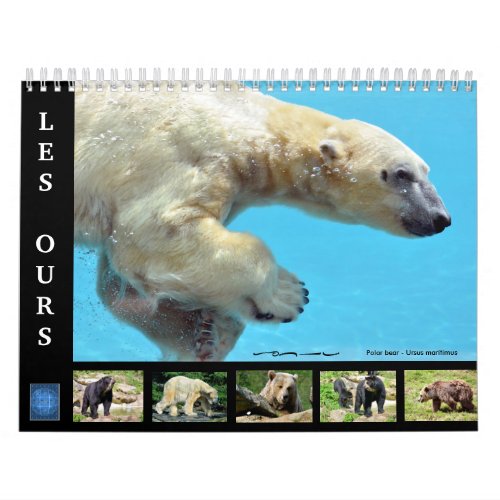 Various bears 12 month calendar