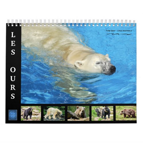 Various bears 12 month calendar