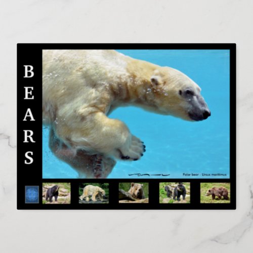 Various bears  foil holiday postcard