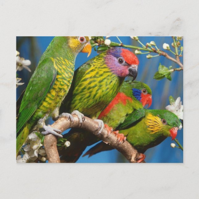Various Birds Postcard (Front)
