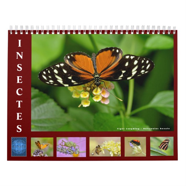 Various insects 12 month calendar (Cover)