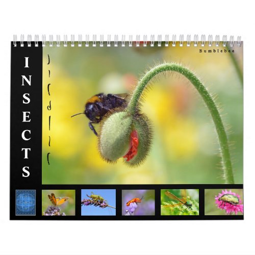 Various insects 12 month calendar