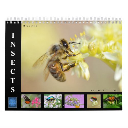 Various insects 12 month calendar